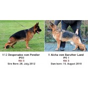 World Class German Shepherd Imports