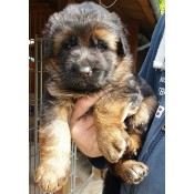 World Class German Shepherd Imports